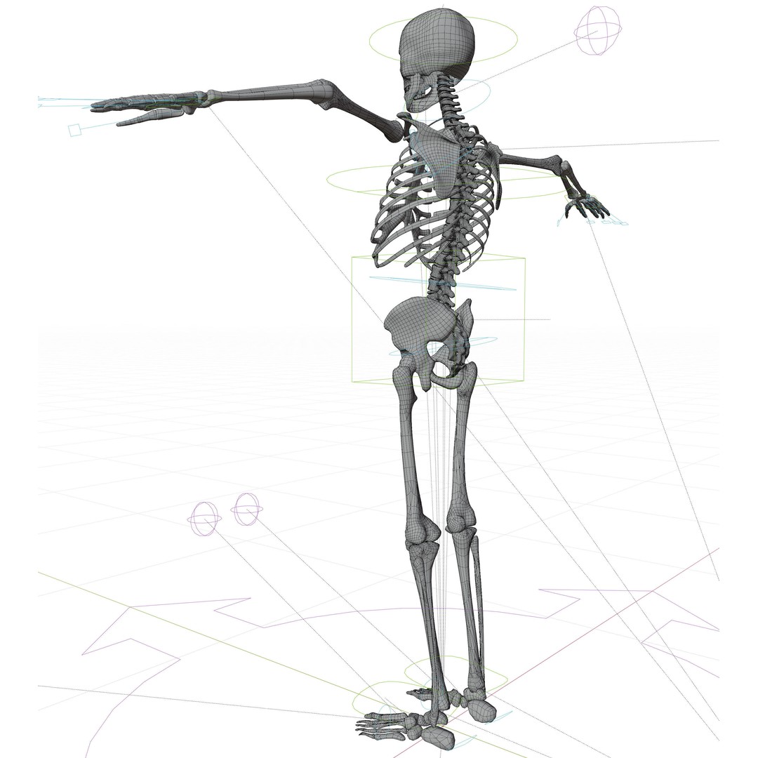 Human Skeleton 3D Model – Low-Poly Rigged Character for Blender - View 10