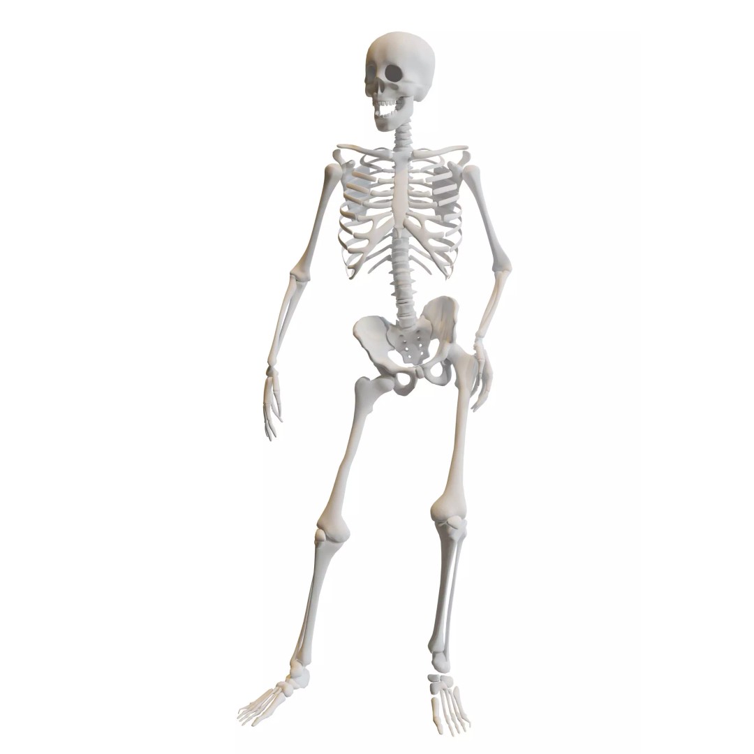Human Skeleton 3D Model – Low-Poly Rigged Character for Blender - View 2