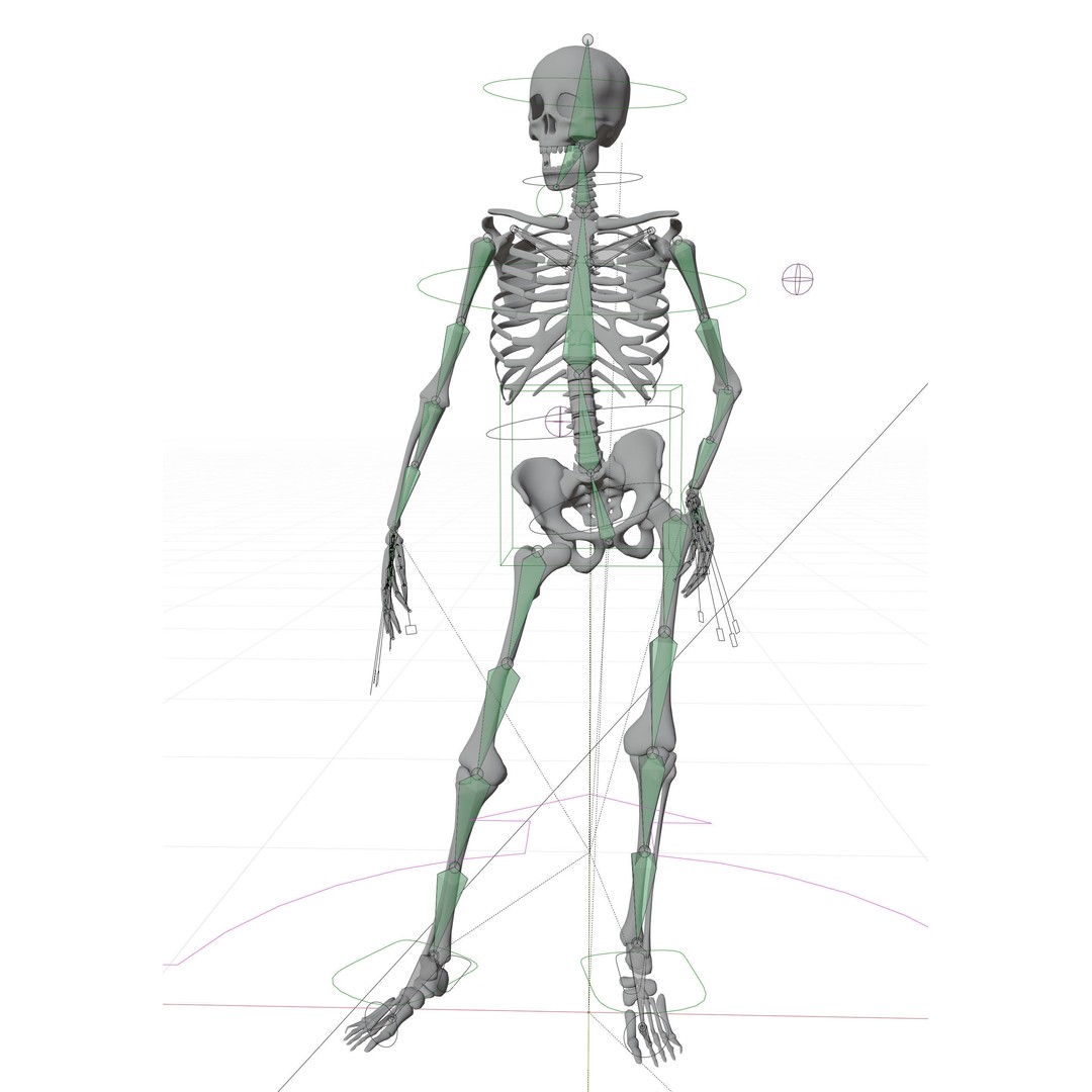 Human Skeleton 3D Model – Low-Poly Rigged Character for Blender - View 3