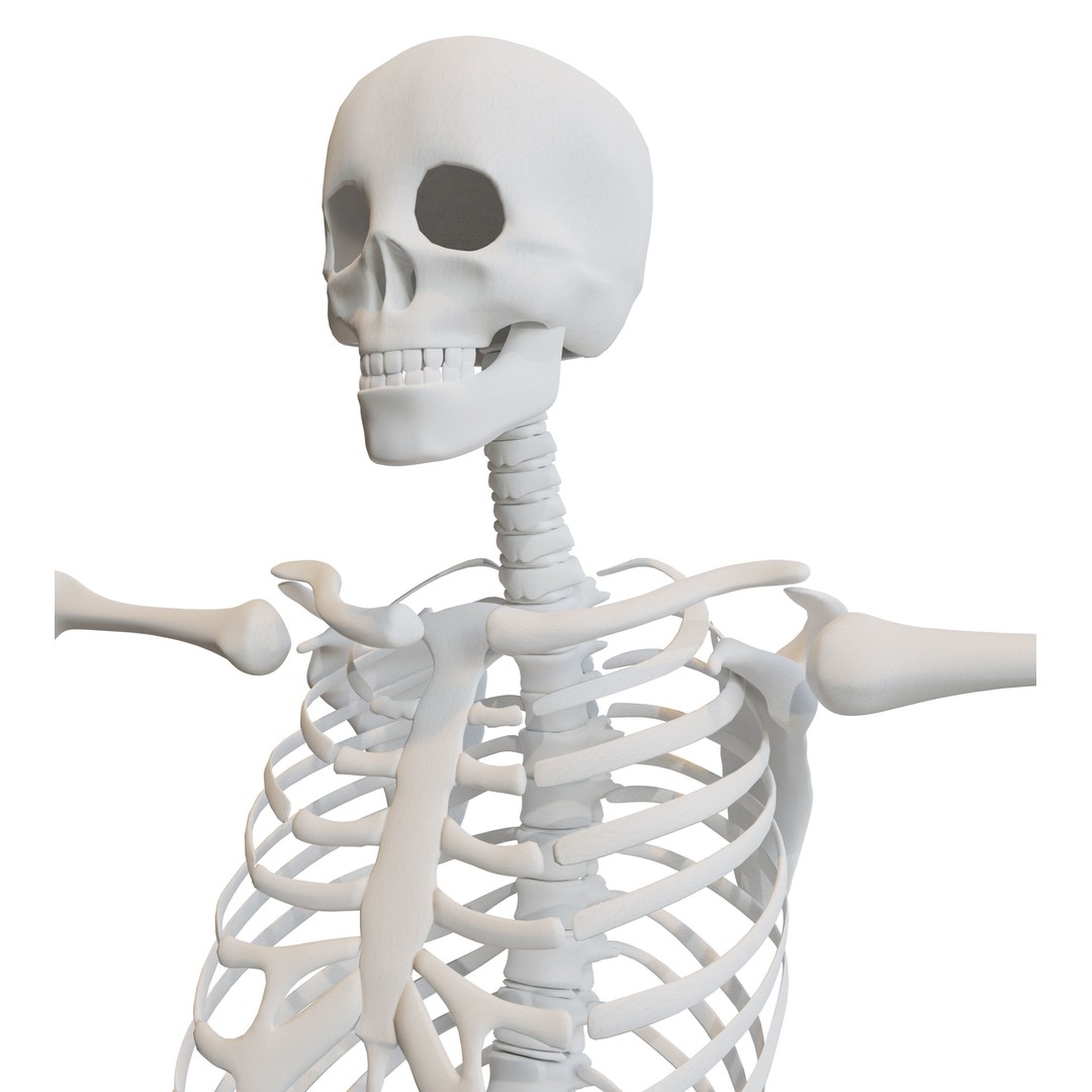 Human Skeleton 3D Model – Low-Poly Rigged Character for Blender - View 4