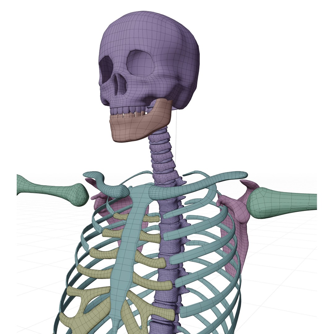 Human Skeleton 3D Model – Low-Poly Rigged Character for Blender - View 5