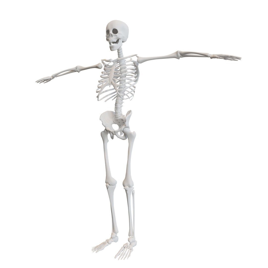 Human Skeleton 3D Model – Low-Poly Rigged Character for Blender - View 6