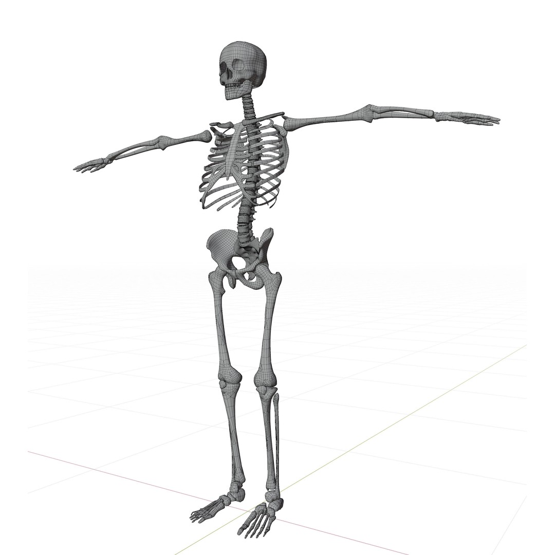 Human Skeleton 3D Model – Low-Poly Rigged Character for Blender - View 7