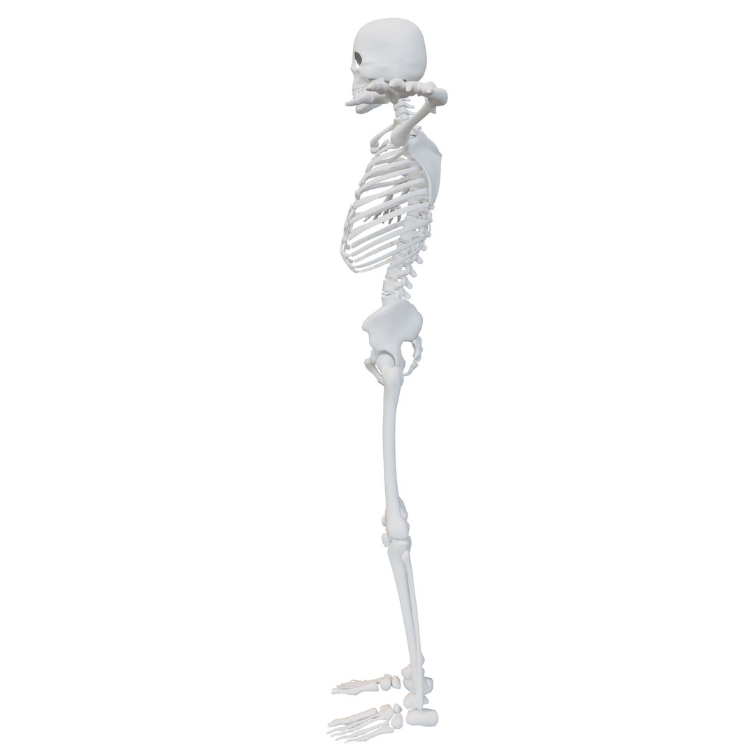 Human Skeleton 3D Model – Low-Poly Rigged Character for Blender - View 8