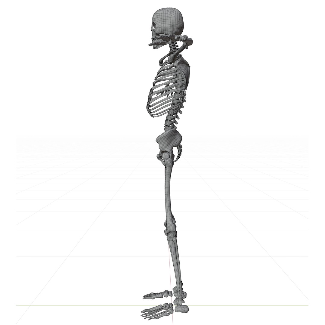 Human Skeleton 3D Model – Low-Poly Rigged Character for Blender - View 9