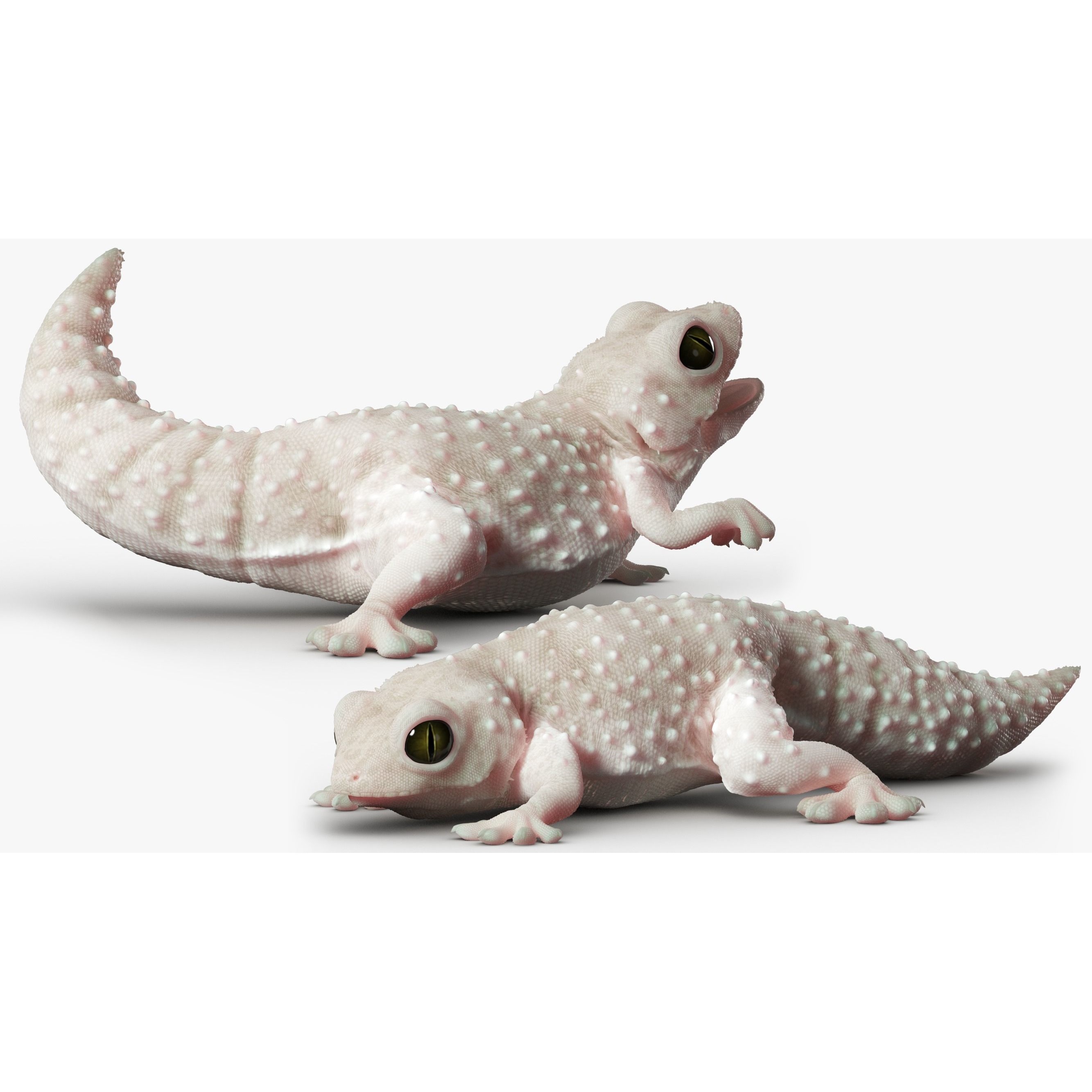 Gecko Reptile - Rigged Game-Ready 3D Model - View 3