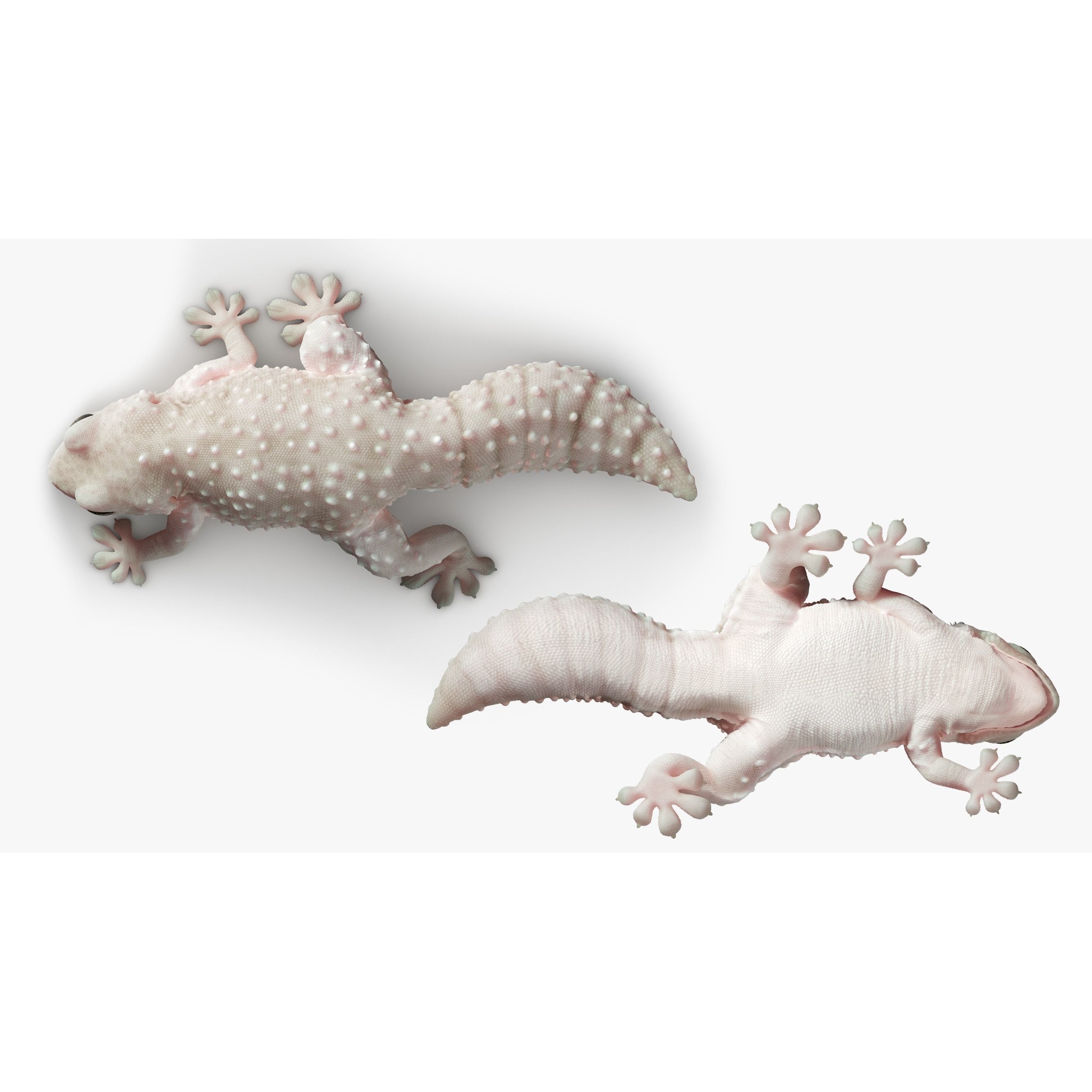 Gecko Reptile - Rigged Game-Ready 3D Model - View 6