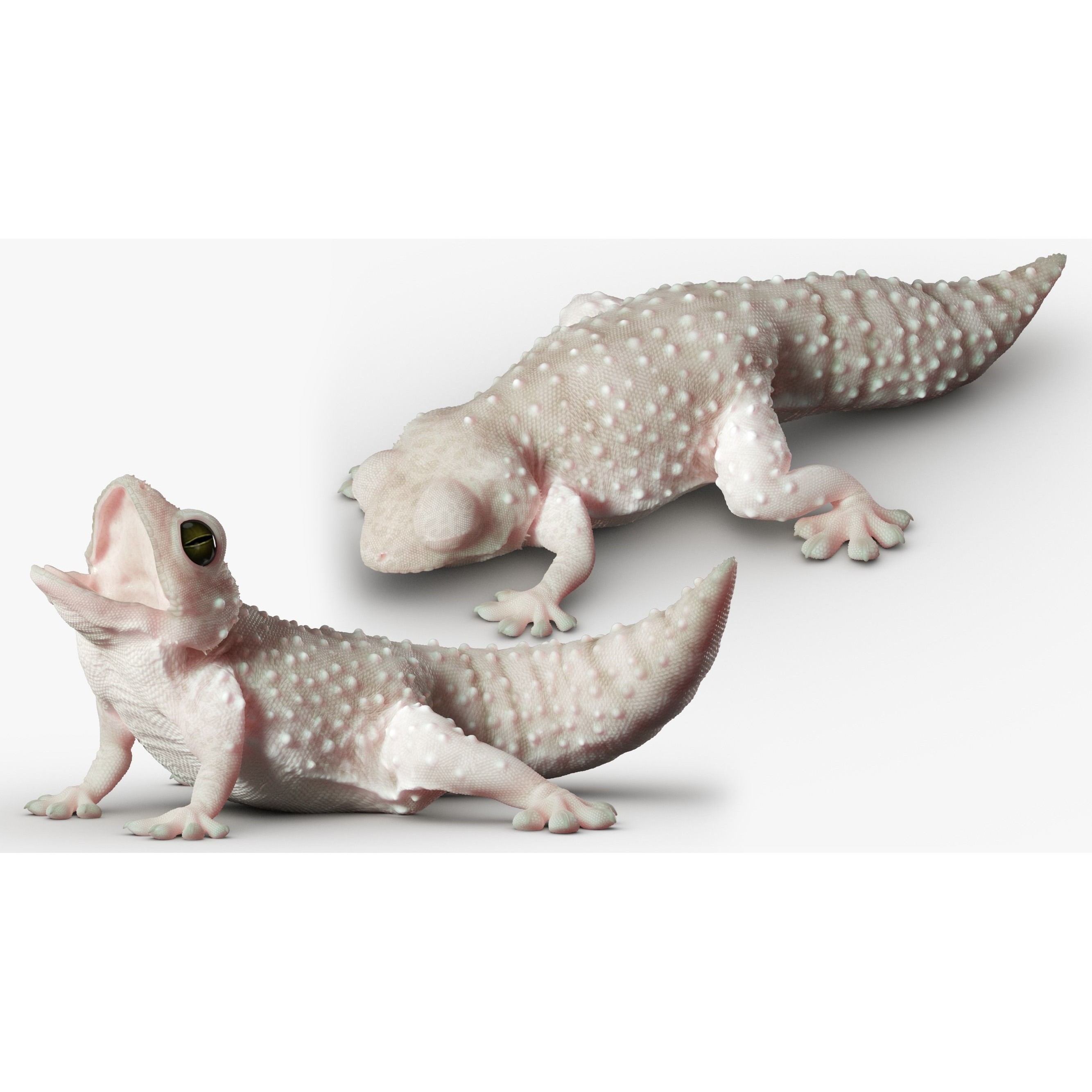 Gecko Reptile - Rigged Game-Ready 3D Model - View 7