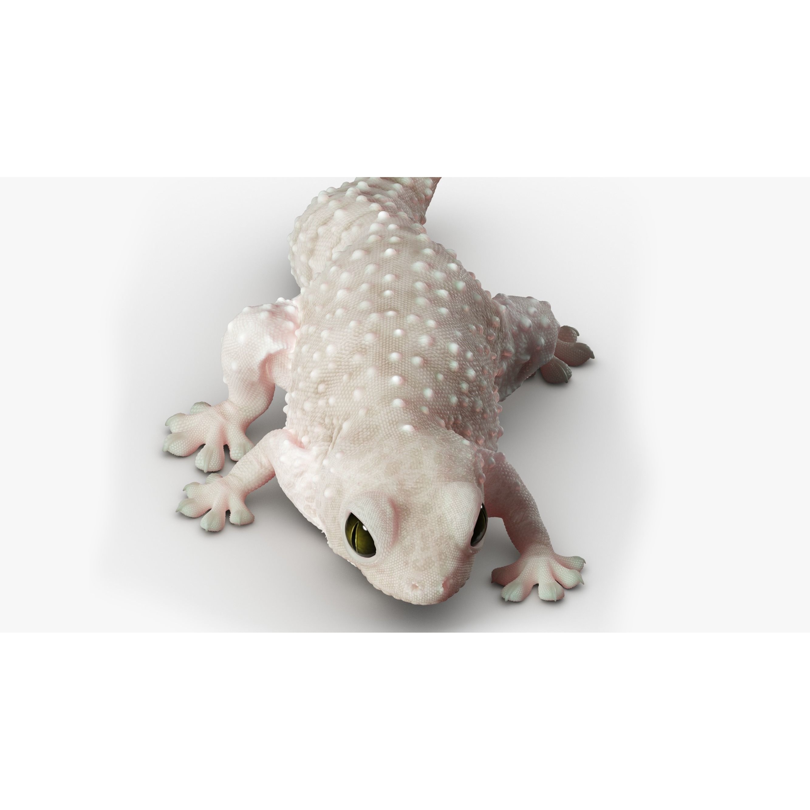 Gecko Reptile - Rigged Game-Ready 3D Model - View 8