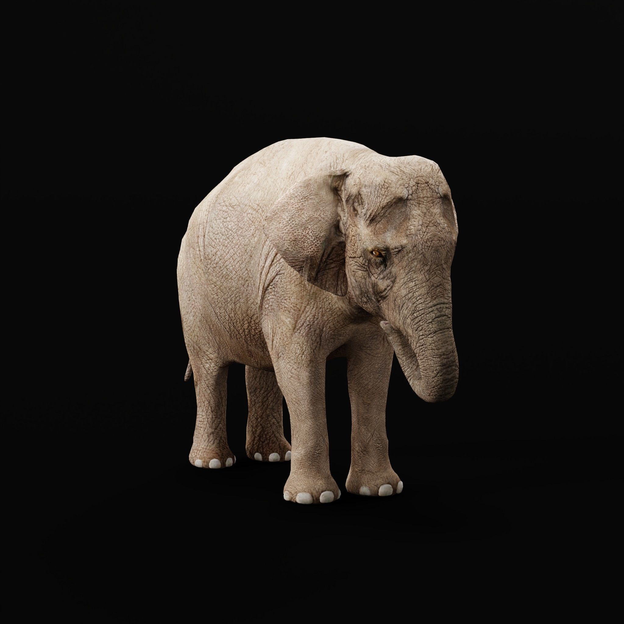 Asian Elephant Adult - Low-Poly Game-Ready 3D Model