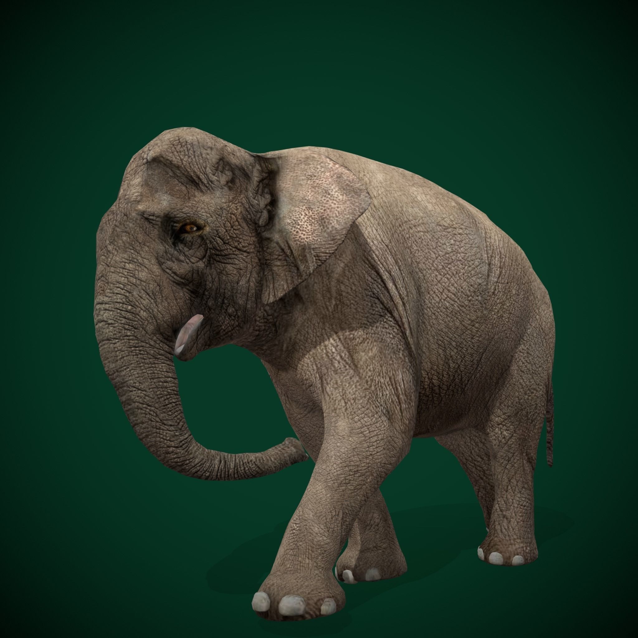 Asian Elephant Adult - Low-Poly Game-Ready 3D Model - View 10