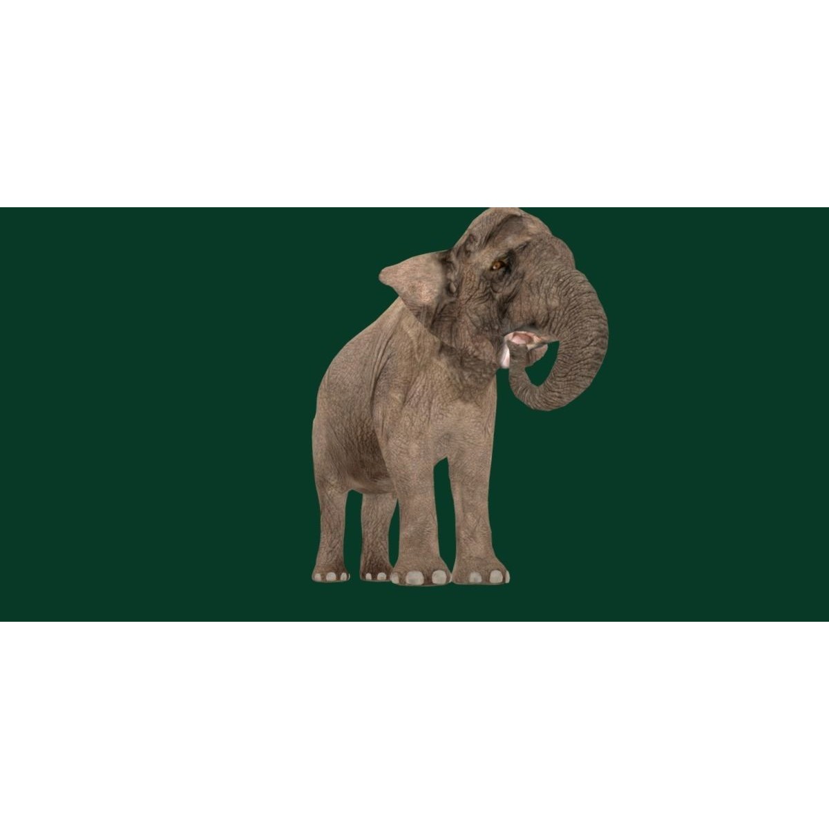 Asian Elephant Adult - Low-Poly Game-Ready 3D Model - View 12