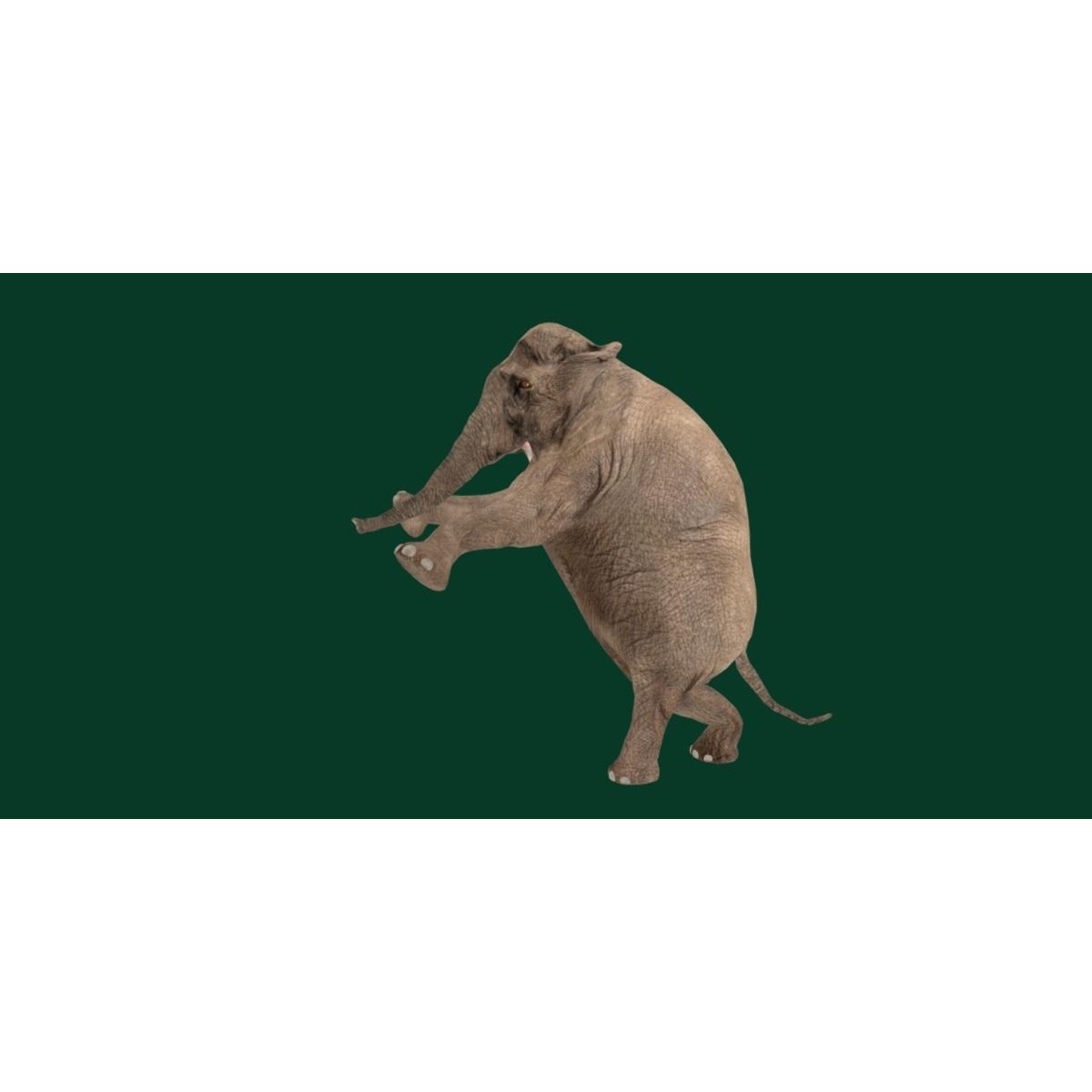 Asian Elephant Adult - Low-Poly Game-Ready 3D Model - View 14