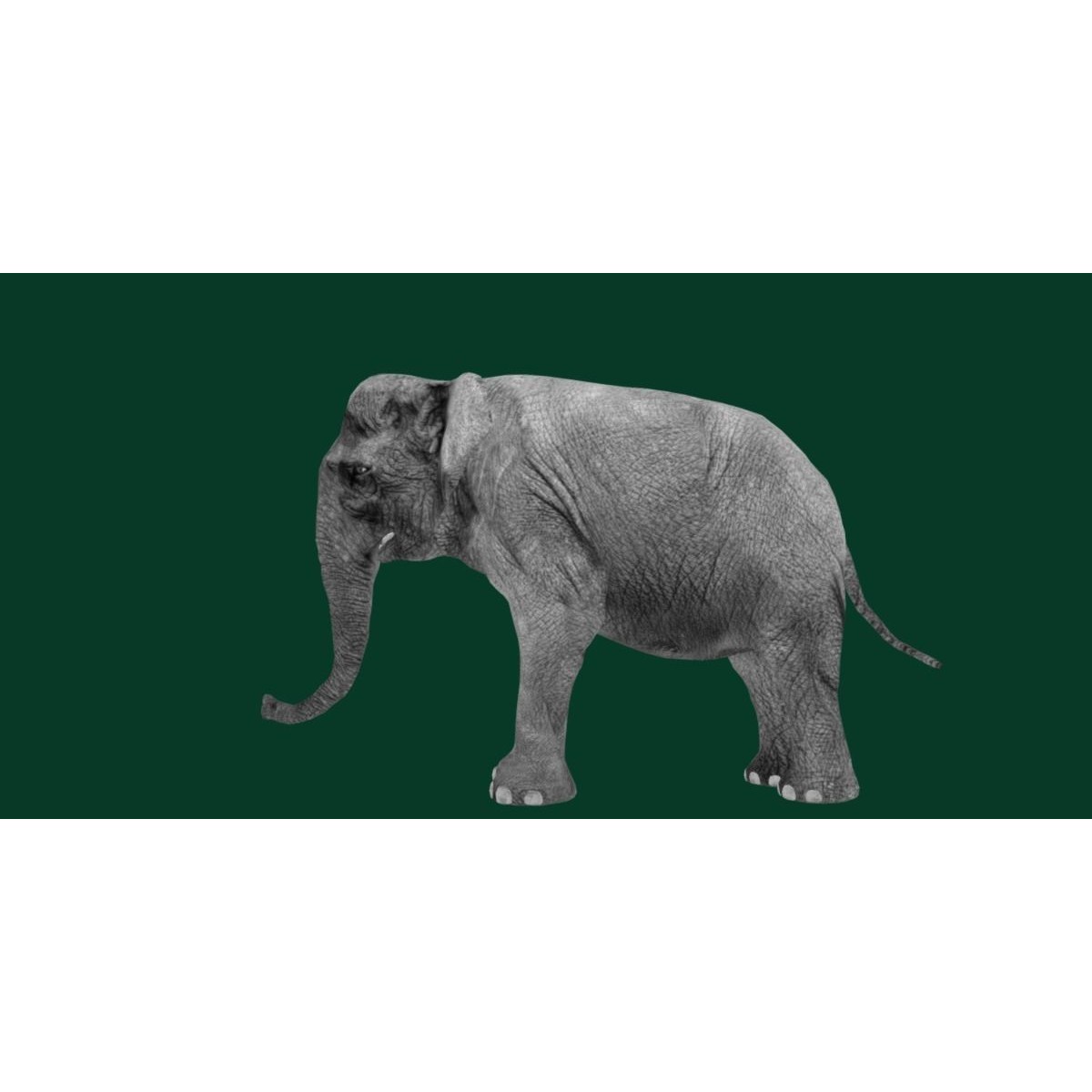 Asian Elephant Adult - Low-Poly Game-Ready 3D Model - View 16