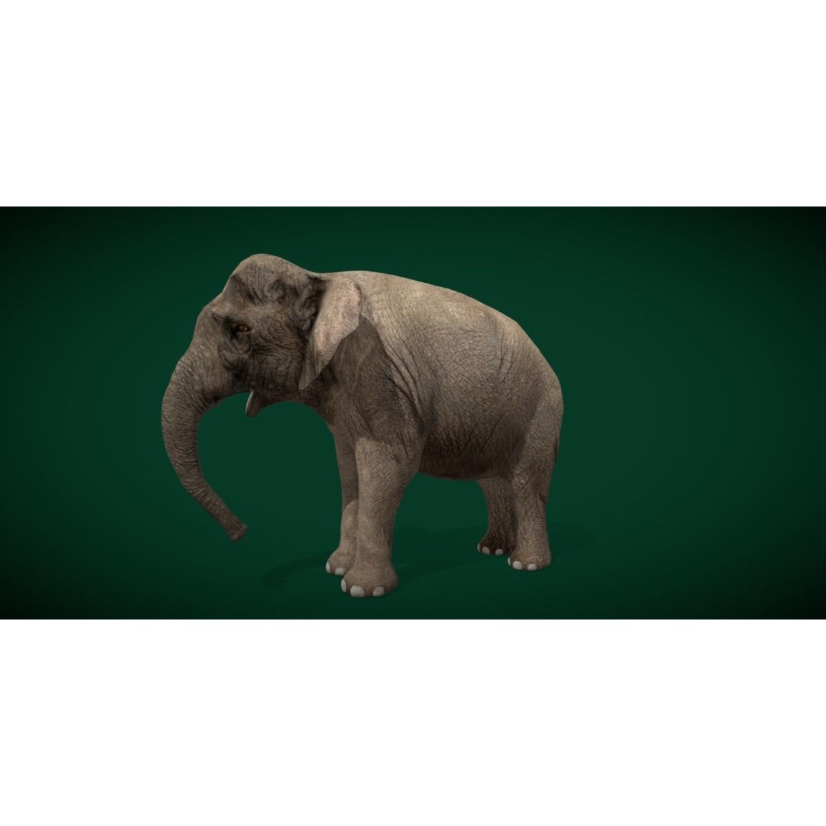 Asian Elephant Adult - Low-Poly Game-Ready 3D Model - View 19