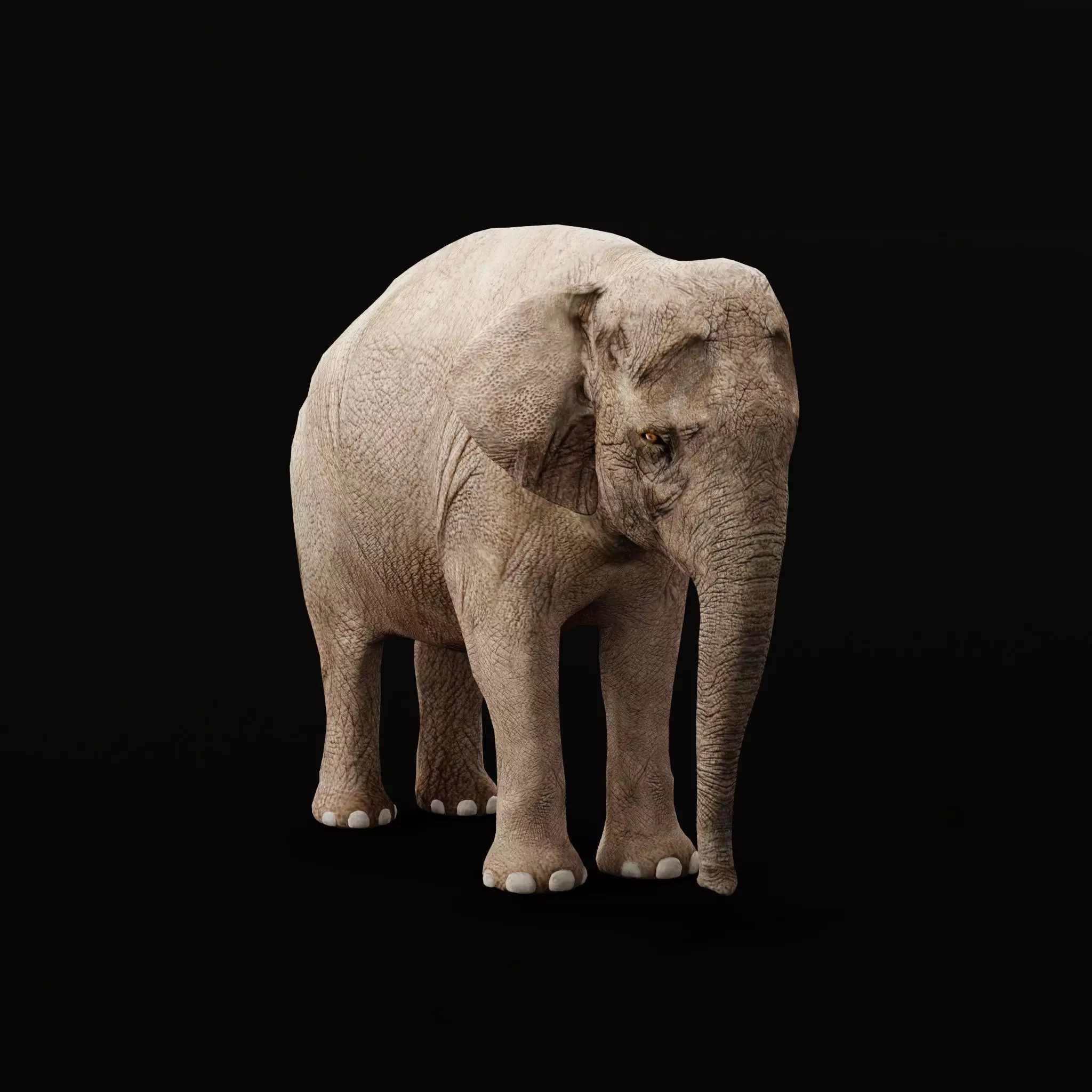 Asian Elephant Adult - Low-Poly Game-Ready 3D Model - View 2