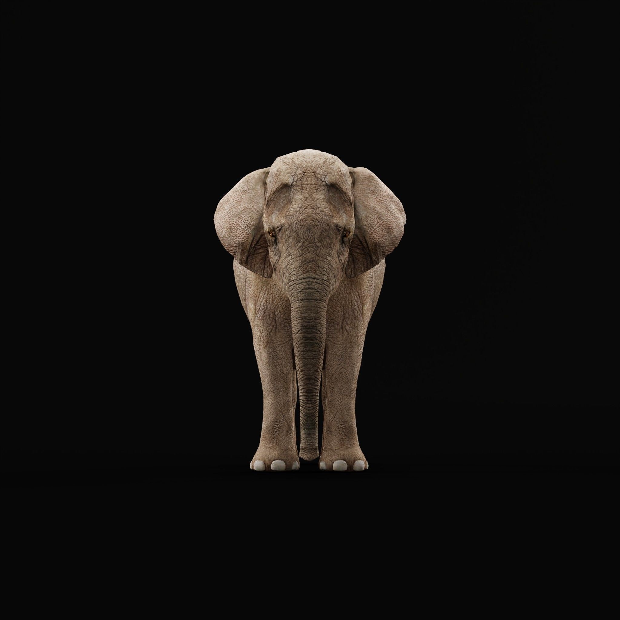 Asian Elephant Adult - Low-Poly Game-Ready 3D Model - View 20