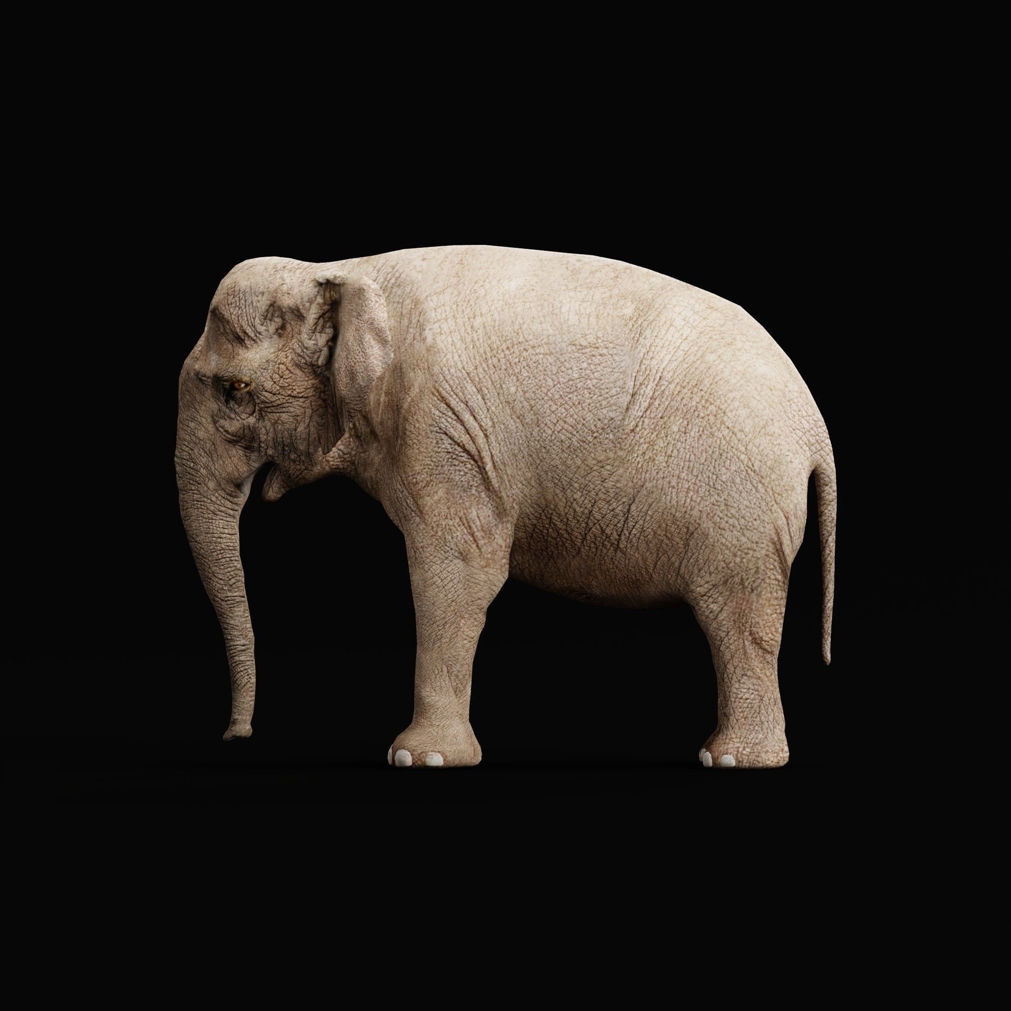 Asian Elephant Adult - Low-Poly Game-Ready 3D Model - View 21