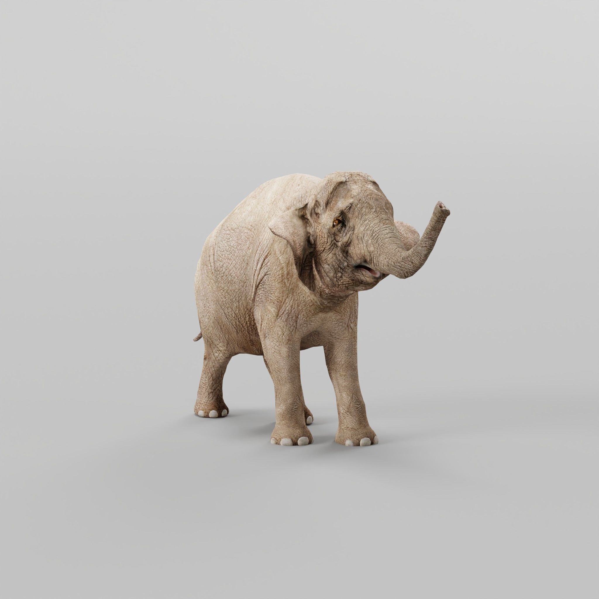 Asian Elephant Adult - Low-Poly Game-Ready 3D Model - View 23