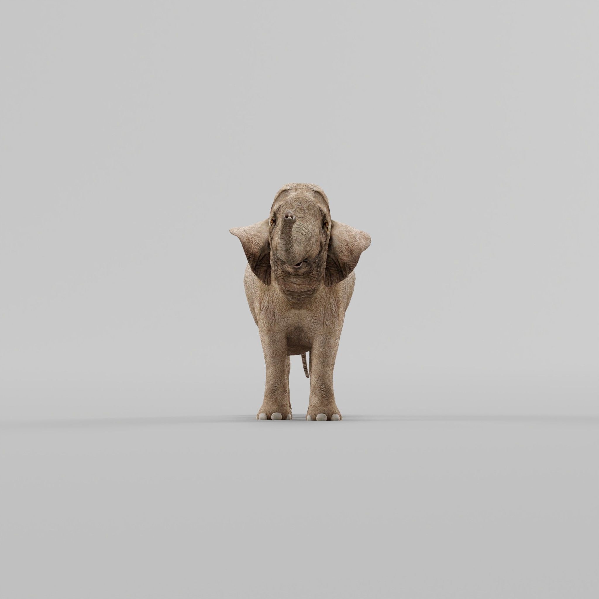 Asian Elephant Adult - Low-Poly Game-Ready 3D Model - View 24
