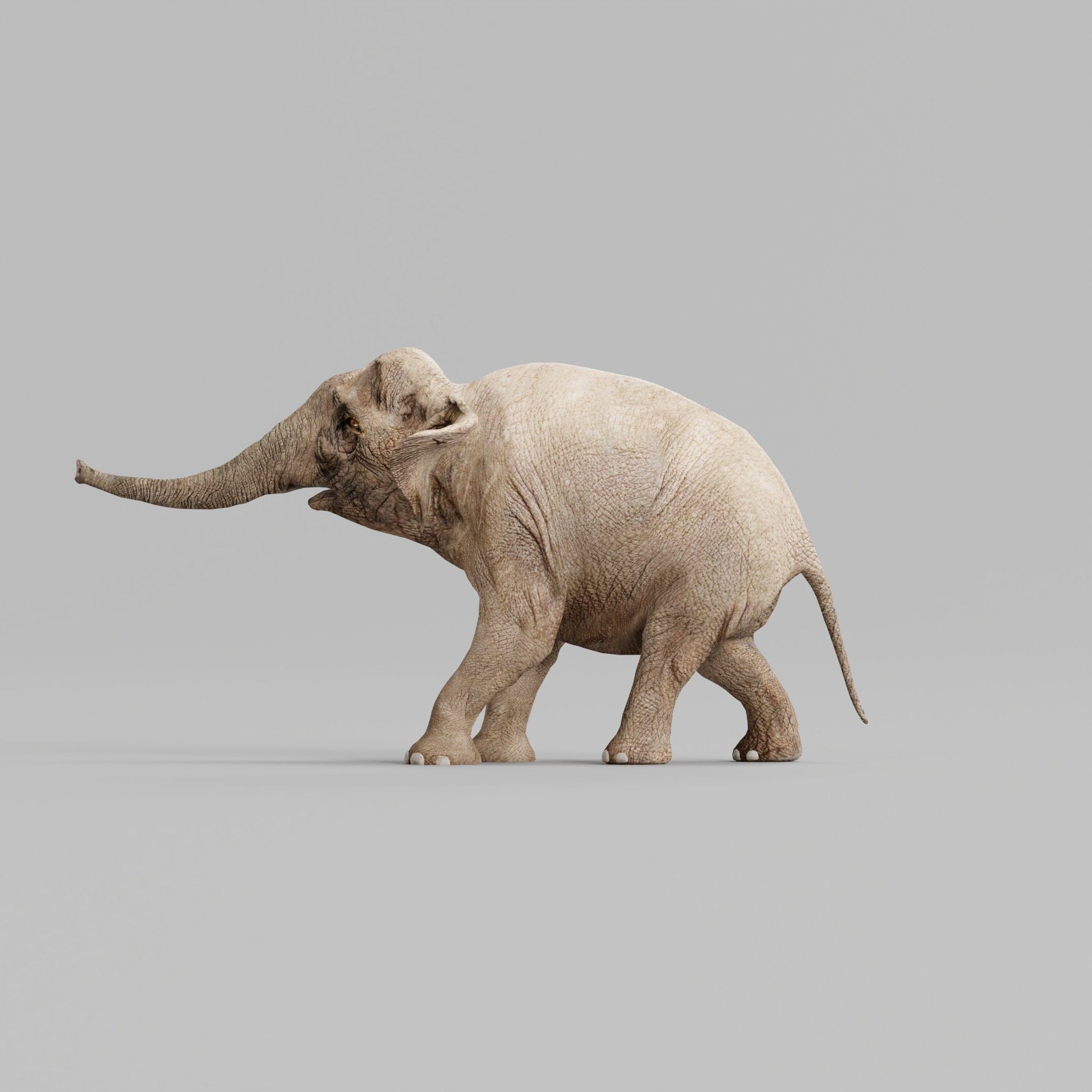 Asian Elephant Adult - Low-Poly Game-Ready 3D Model - View 25