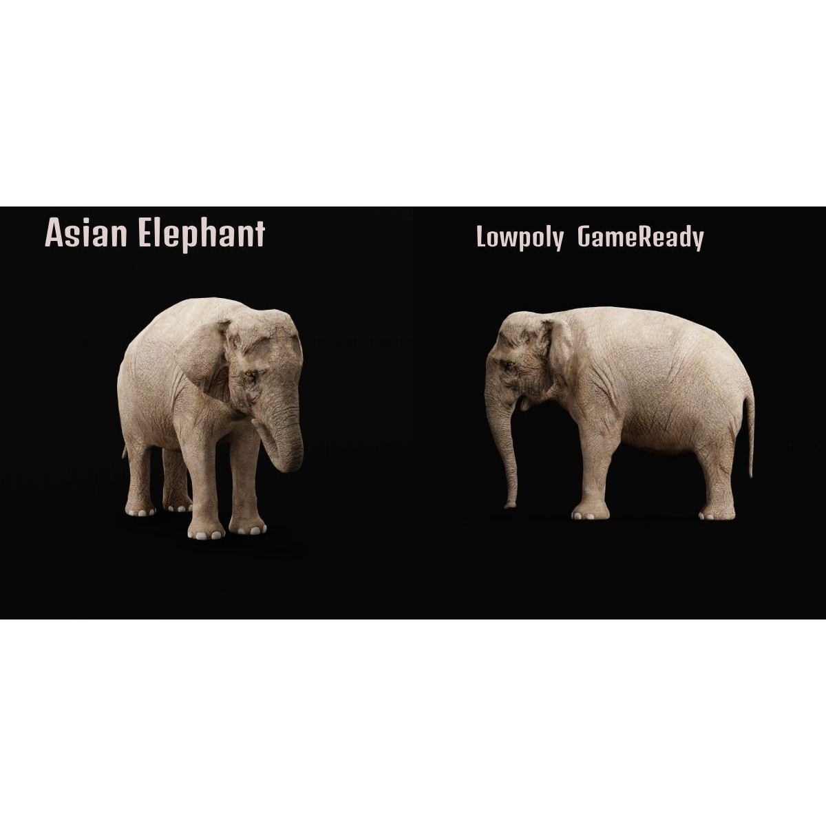 Asian Elephant Adult - Low-Poly Game-Ready 3D Model - View 3