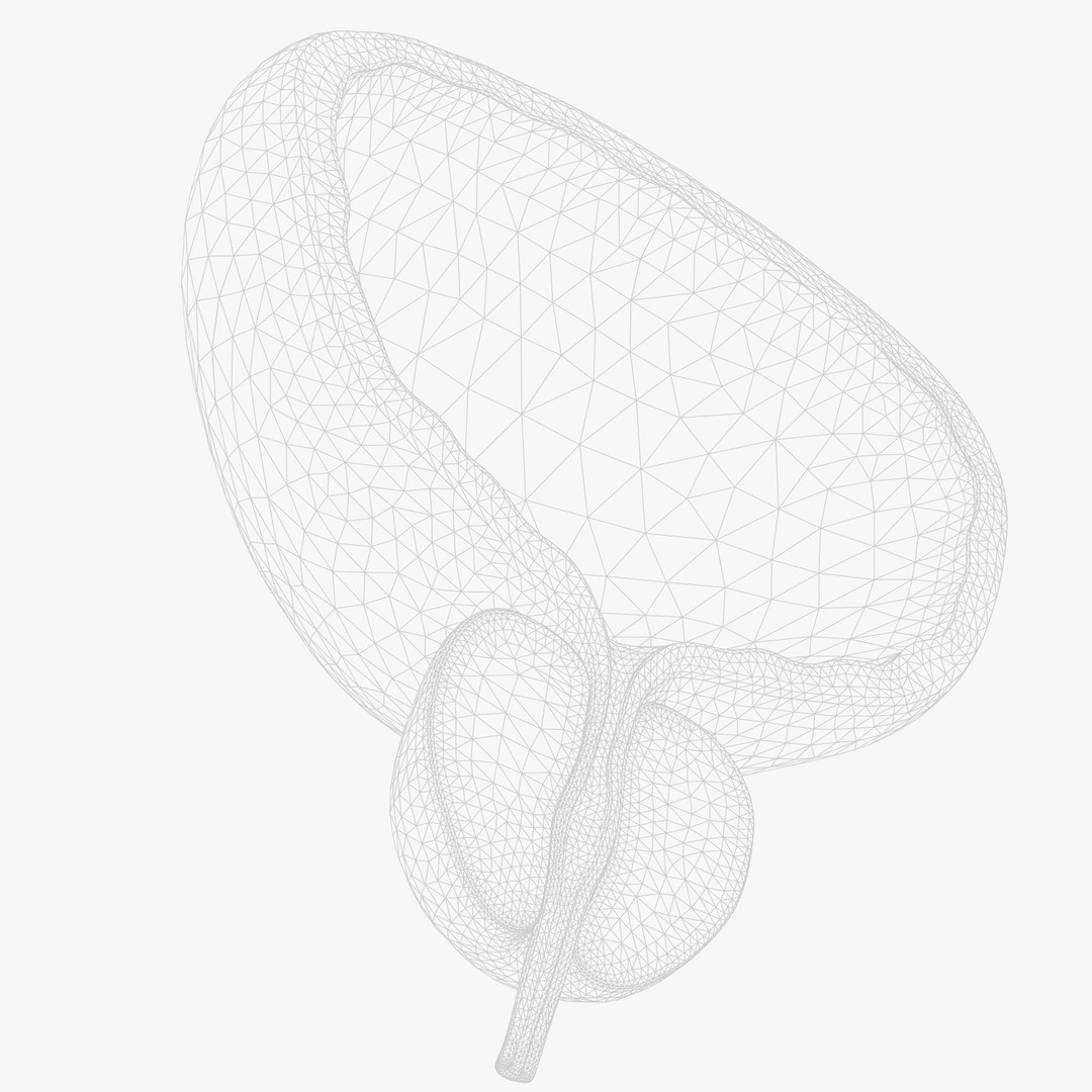 Bladder Cross Section 3D Model – Low Poly Anatomy Asset, FBX, PBR