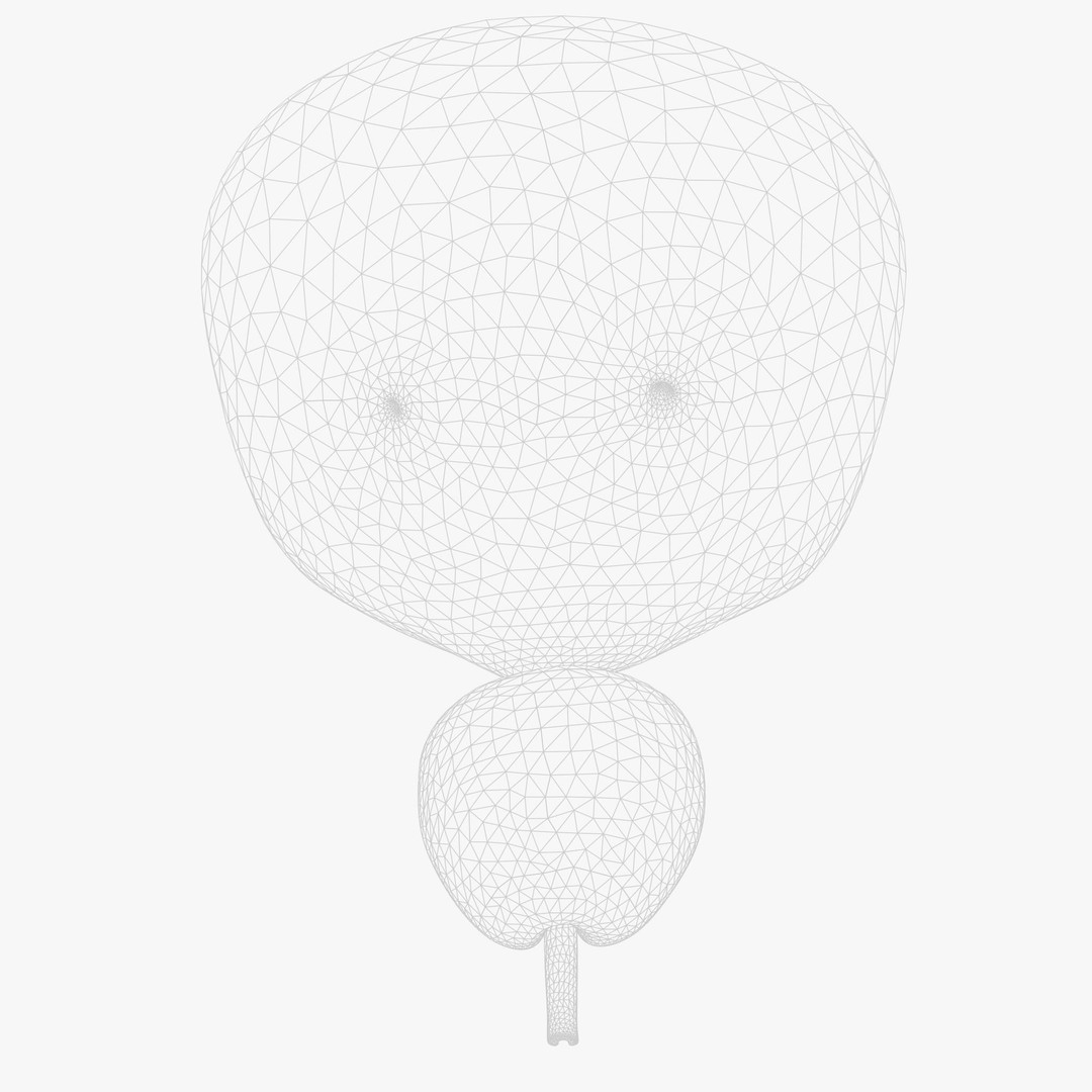 Bladder Cross Section 3D Model – Low Poly Anatomy Asset, FBX, PBR - View 10