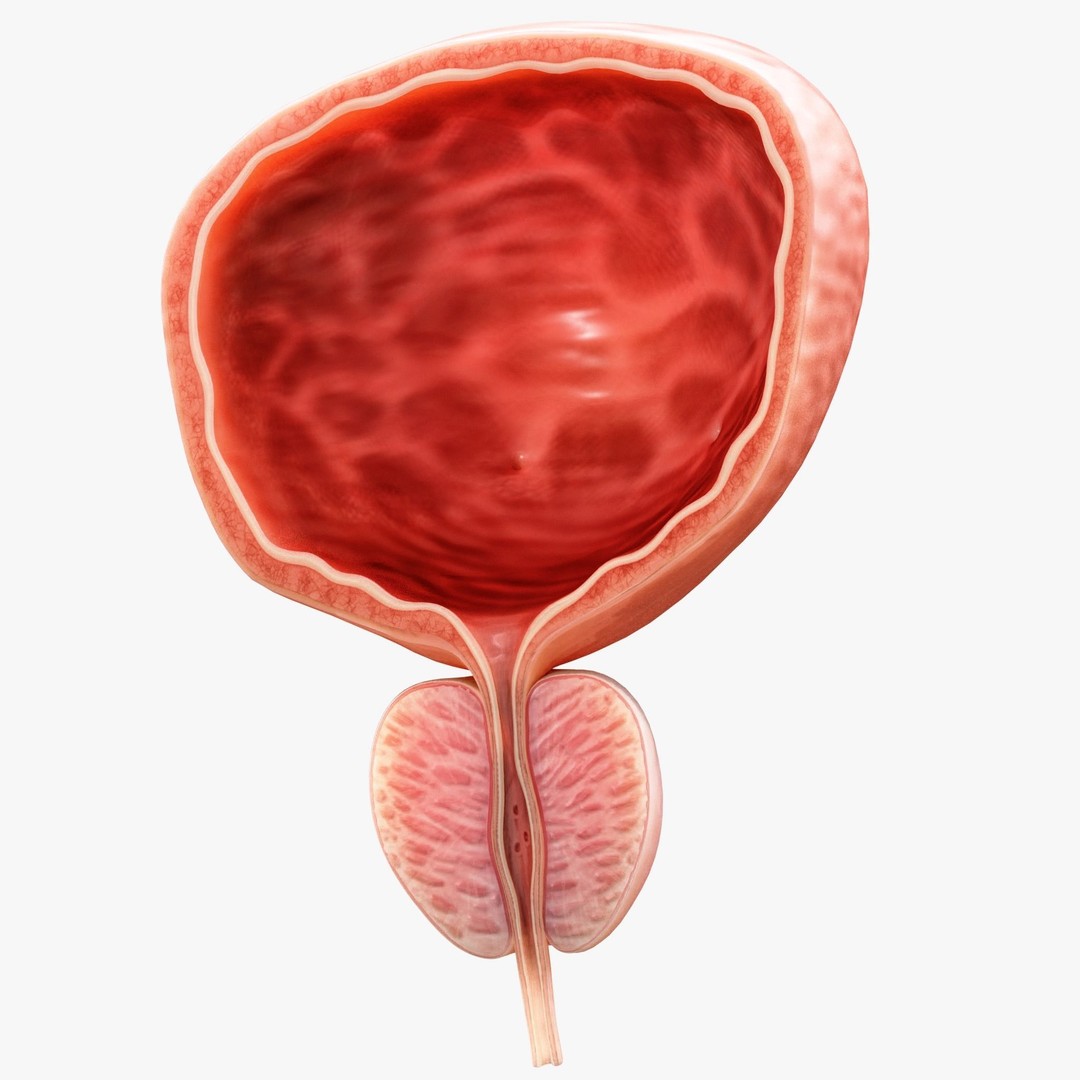 Bladder Cross Section 3D Model – Low Poly Anatomy Asset, FBX, PBR - View 4