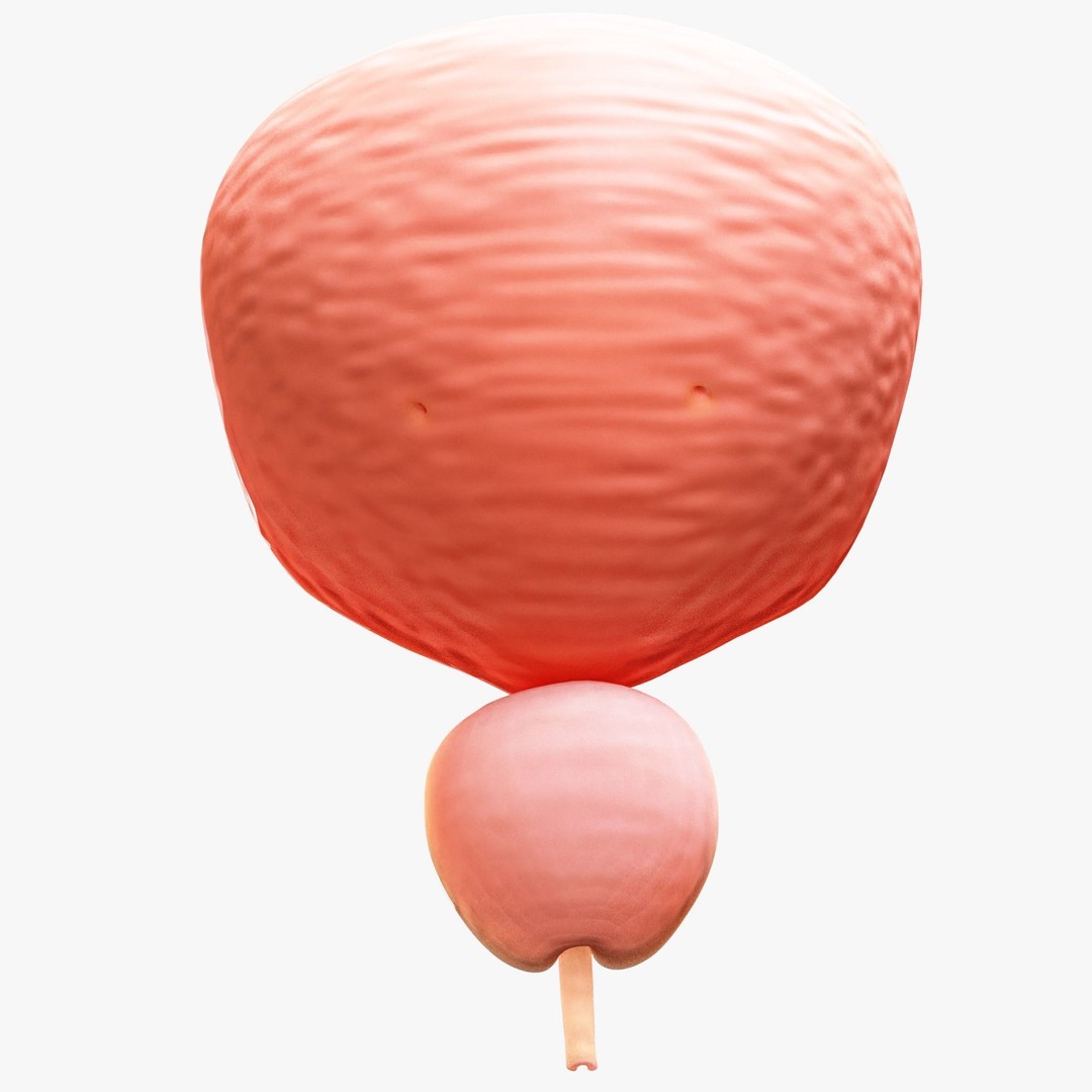 Bladder Cross Section 3D Model – Low Poly Anatomy Asset, FBX, PBR - View 6