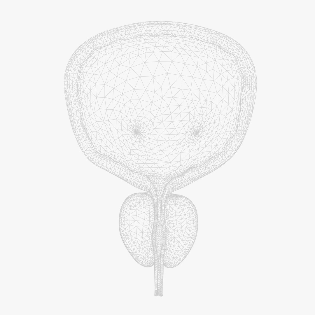 Bladder Cross Section 3D Model – Low Poly Anatomy Asset, FBX, PBR - View 8