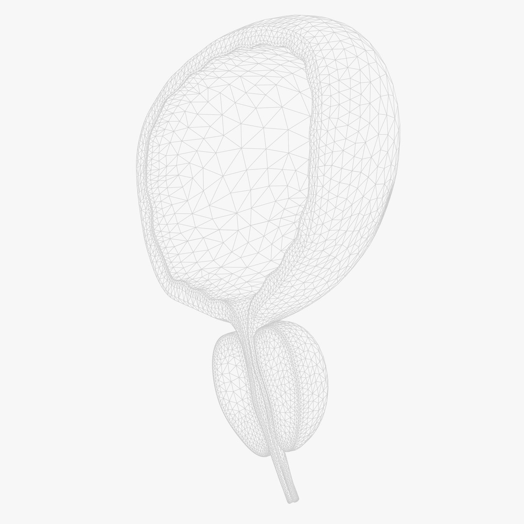 Bladder Cross Section 3D Model – Low Poly Anatomy Asset, FBX, PBR - View 9