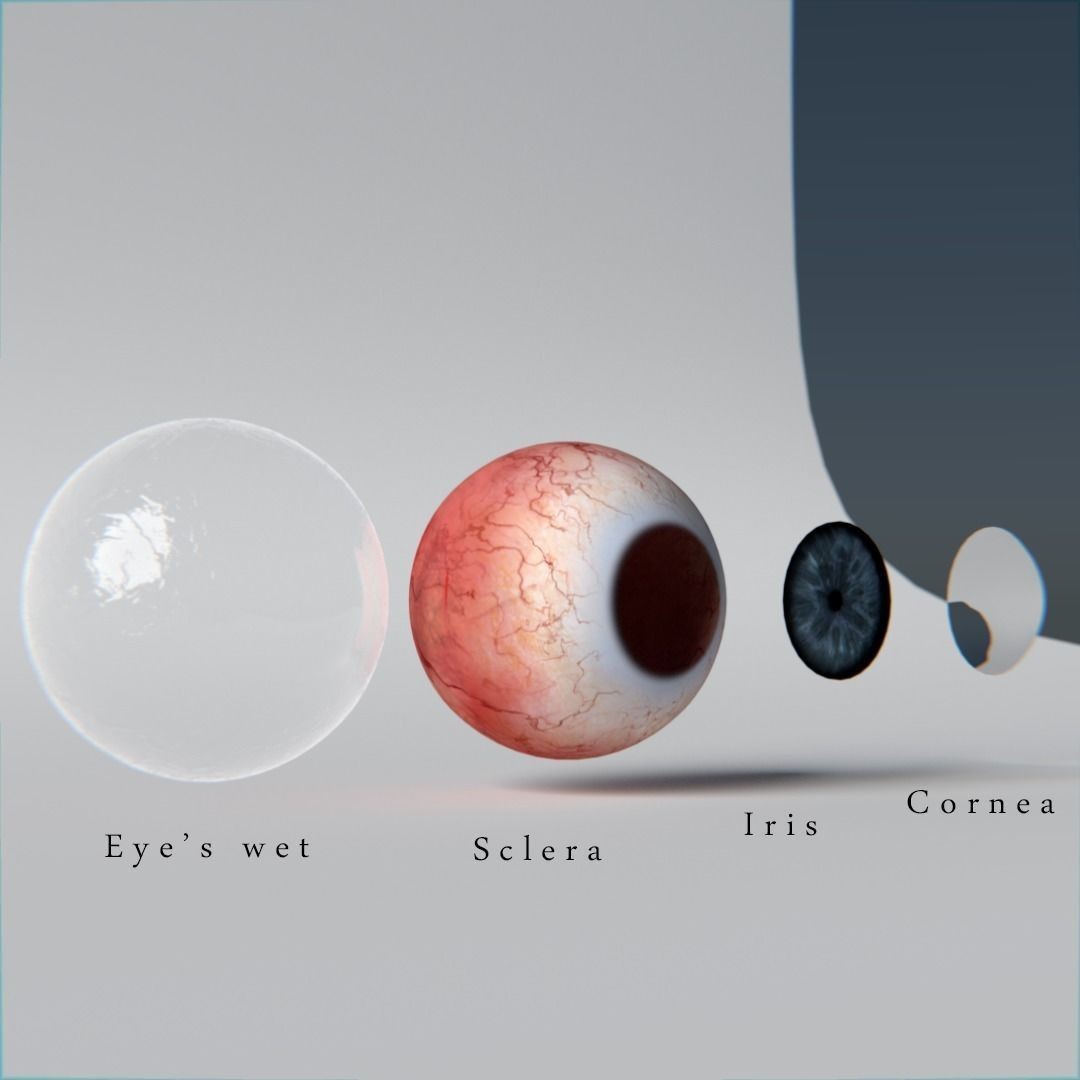 Photorealistic Human Eyes 3D Model – Low Poly Rigged Asset for Blender & V-Ray - View 24