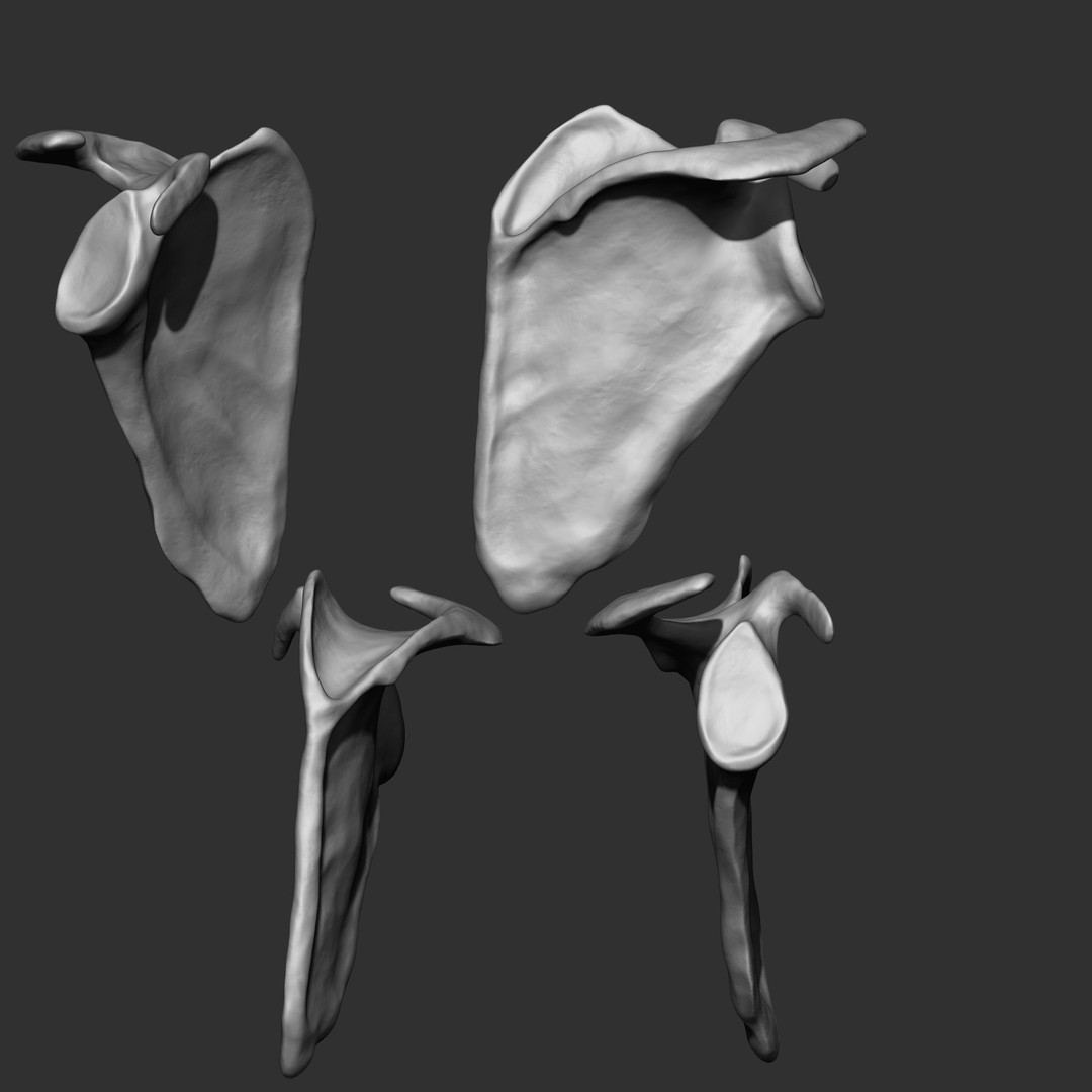 Human Skeleton Bones 3D Model – IMM Brush Pack, STL & OBJ Formats - View 10