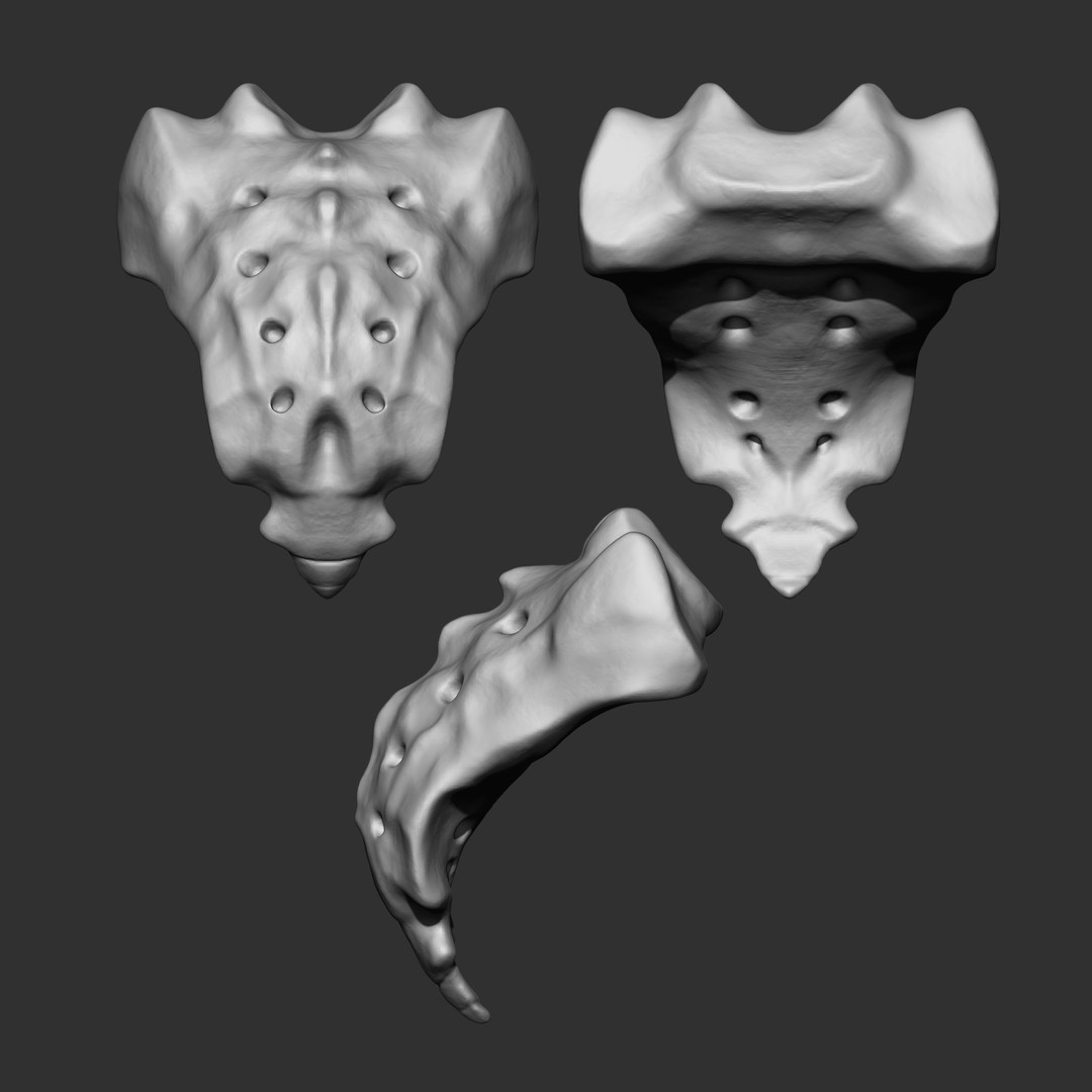 Human Skeleton Bones 3D Model – IMM Brush Pack, STL & OBJ Formats - View 11