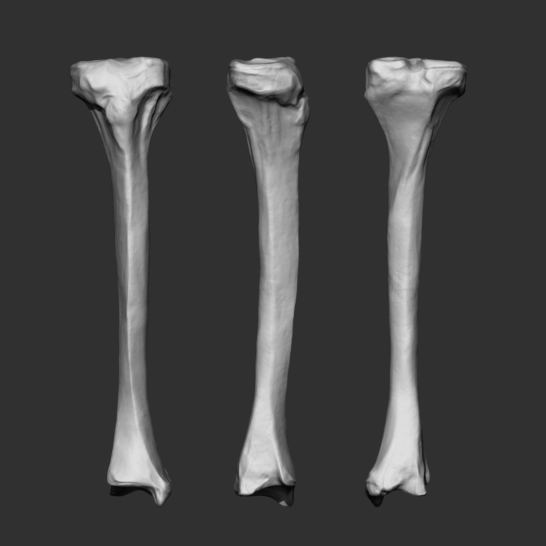 Human Skeleton Bones 3D Model – IMM Brush Pack, STL & OBJ Formats - View 12
