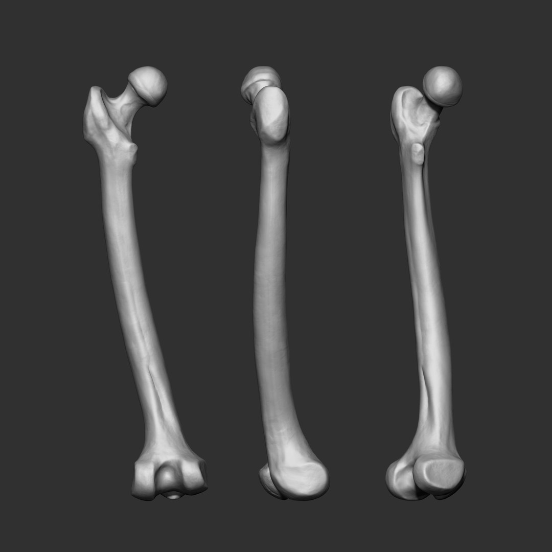 Human Skeleton Bones 3D Model – IMM Brush Pack, STL & OBJ Formats - View 13