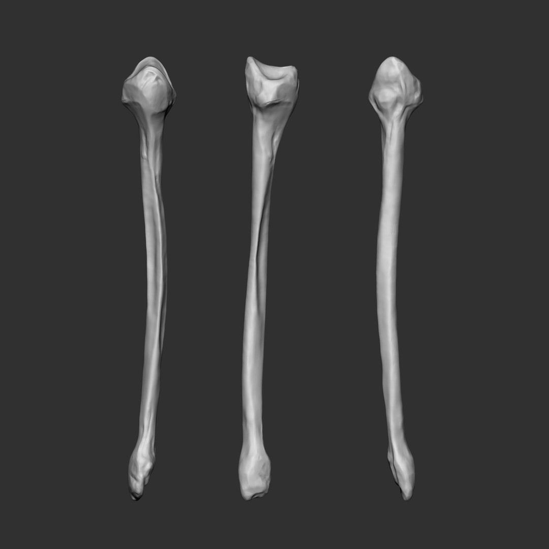 Human Skeleton Bones 3D Model – IMM Brush Pack, STL & OBJ Formats - View 14