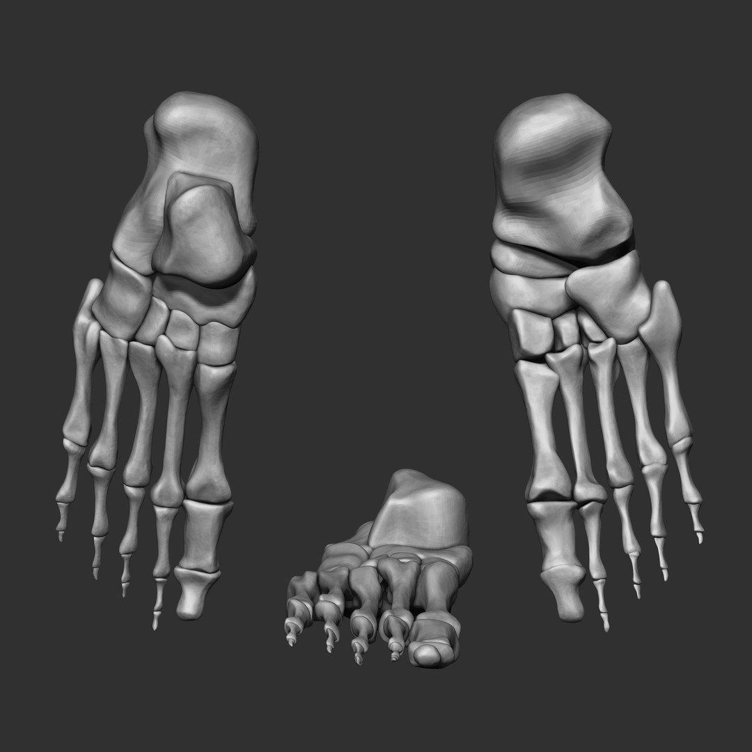 Human Skeleton Bones 3D Model – IMM Brush Pack, STL & OBJ Formats - View 15