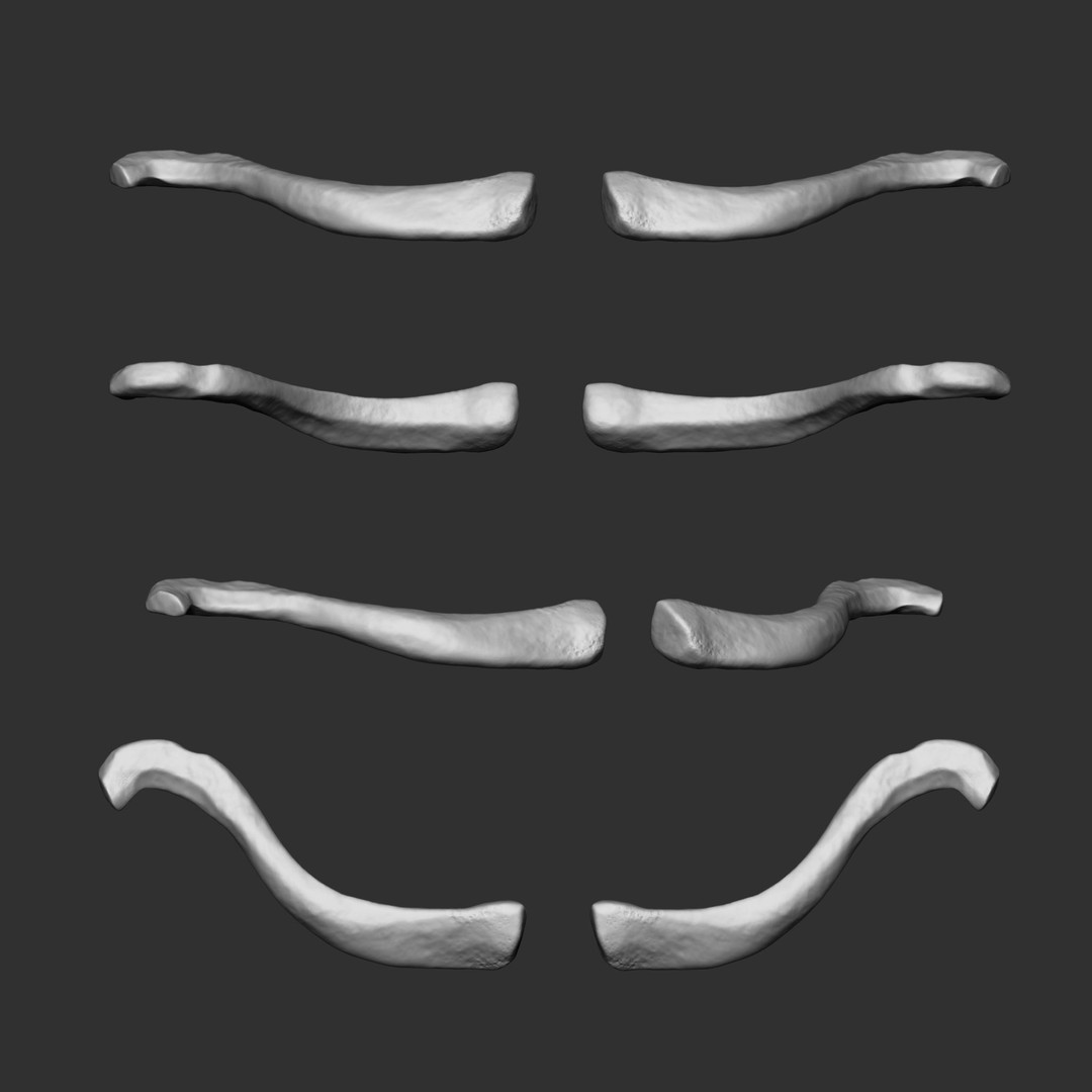Human Skeleton Bones 3D Model – IMM Brush Pack, STL & OBJ Formats - View 16