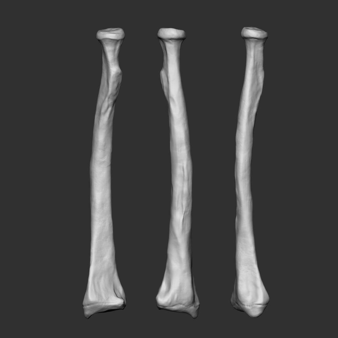 Human Skeleton Bones 3D Model – IMM Brush Pack, STL & OBJ Formats - View 17