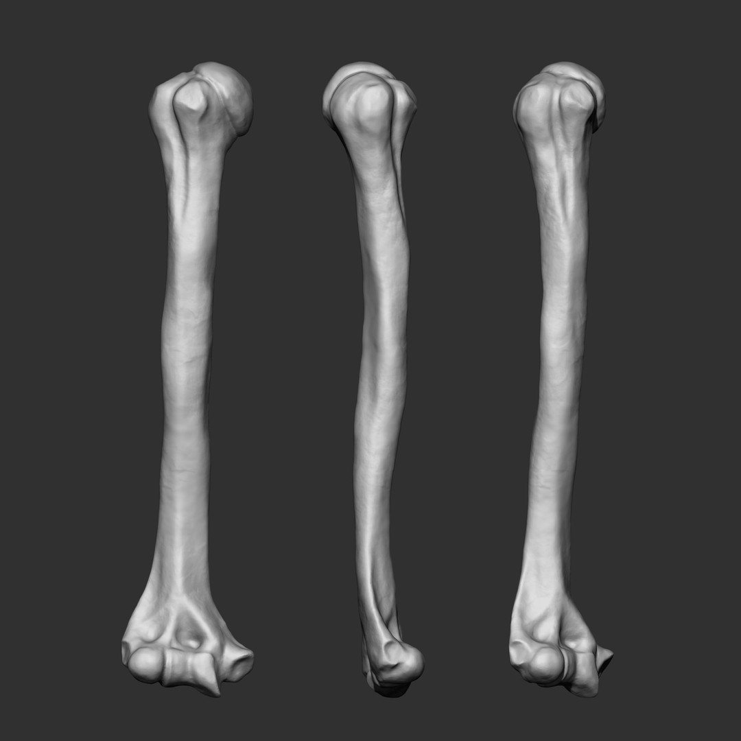 Human Skeleton Bones 3D Model – IMM Brush Pack, STL & OBJ Formats - View 18