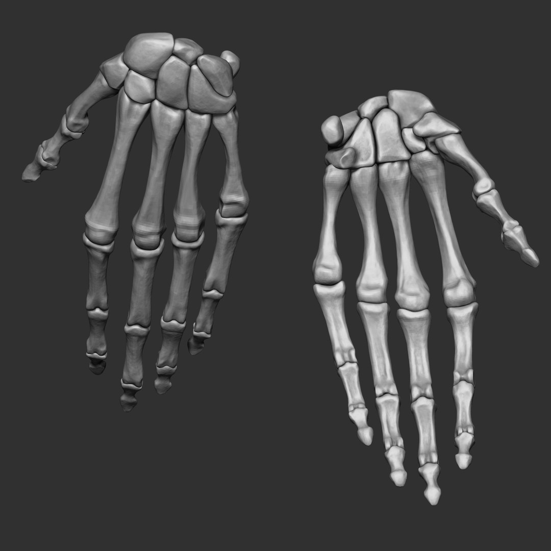 Human Skeleton Bones 3D Model – IMM Brush Pack, STL & OBJ Formats - View 19