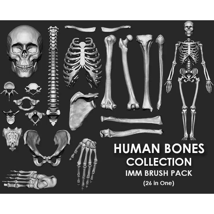 Human Skeleton Bones 3D Model – IMM Brush Pack, STL & OBJ Formats - View 2