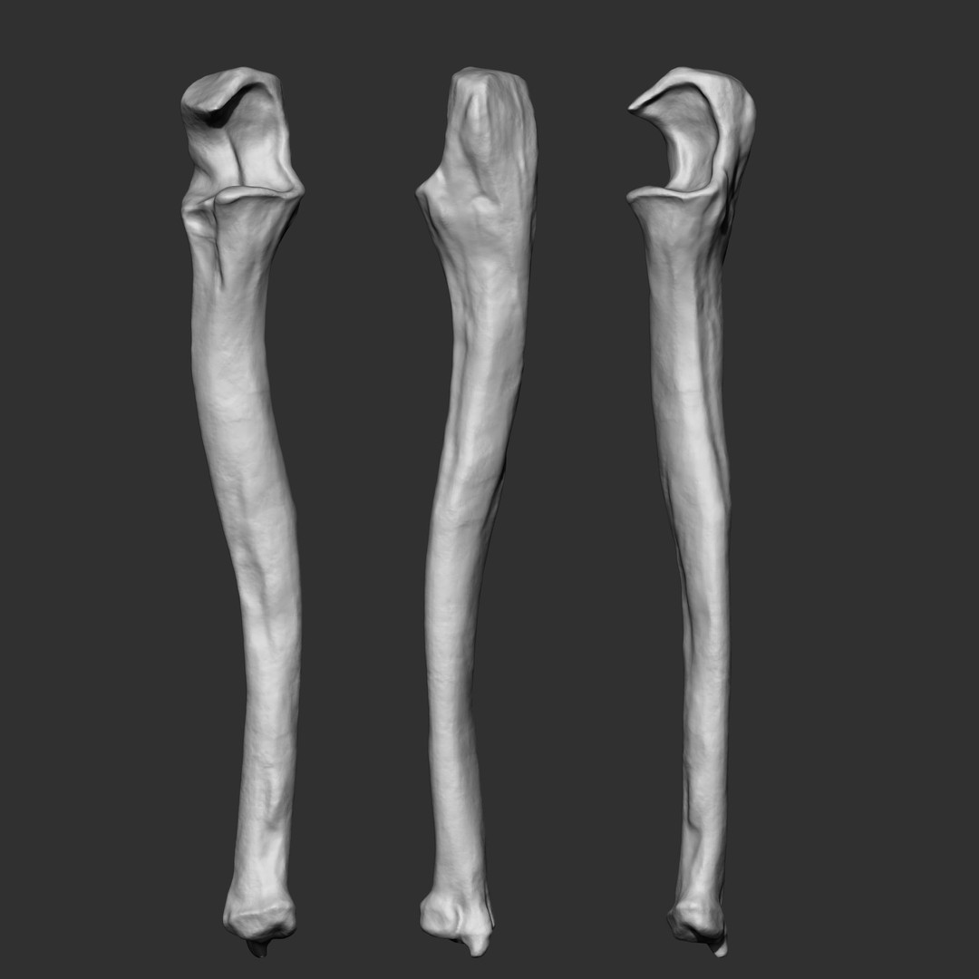 Human Skeleton Bones 3D Model – IMM Brush Pack, STL & OBJ Formats - View 20