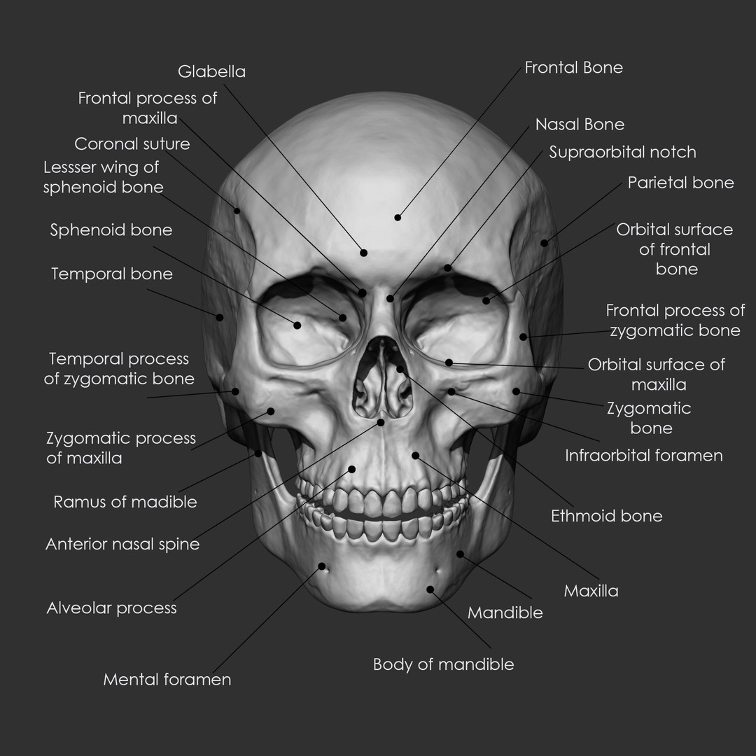 Human Skeleton Bones 3D Model – IMM Brush Pack, STL & OBJ Formats - View 22