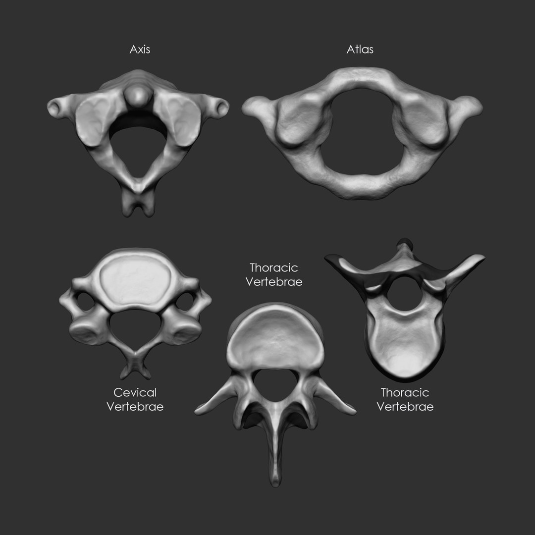 Human Skeleton Bones 3D Model – IMM Brush Pack, STL & OBJ Formats - View 24