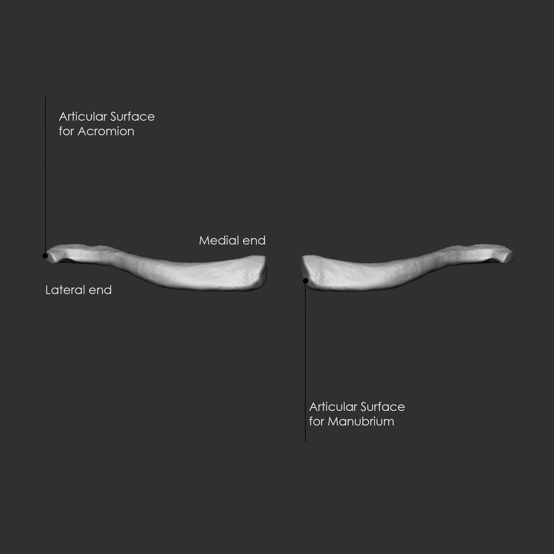 Human Skeleton Bones 3D Model – IMM Brush Pack, STL & OBJ Formats - View 25
