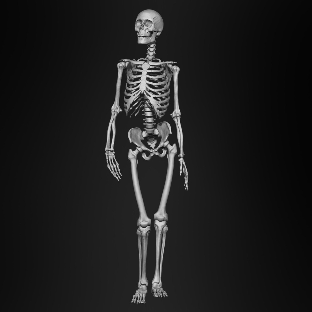 Human Skeleton Bones 3D Model – IMM Brush Pack, STL & OBJ Formats - View 3