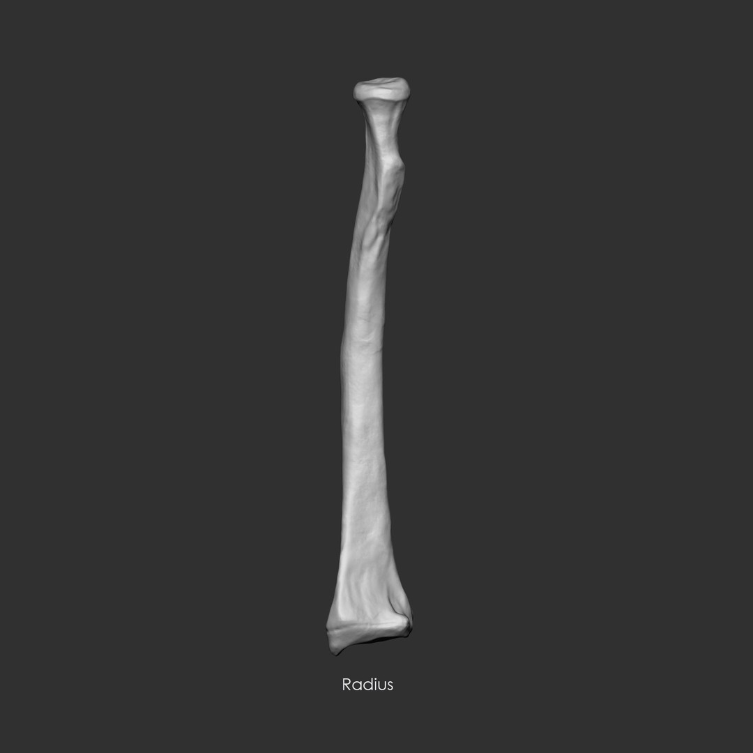 Human Skeleton Bones 3D Model – IMM Brush Pack, STL & OBJ Formats - View 30